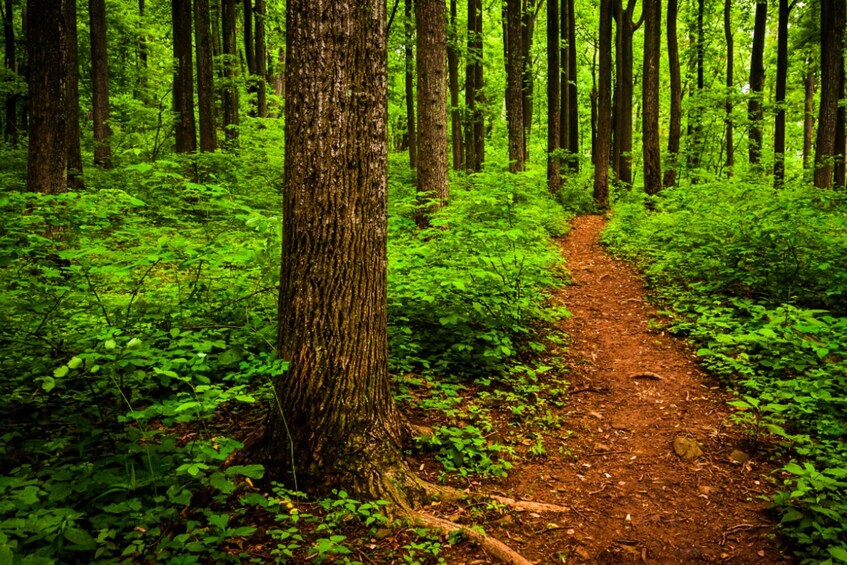 Shenandoah National Park Self-Driving Audio Tour