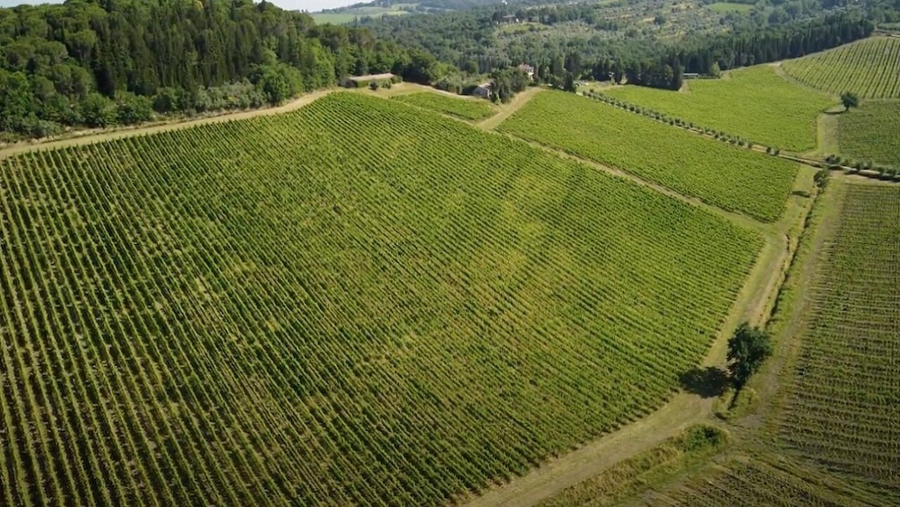 Safari Chianti Experience on a quad with picnic