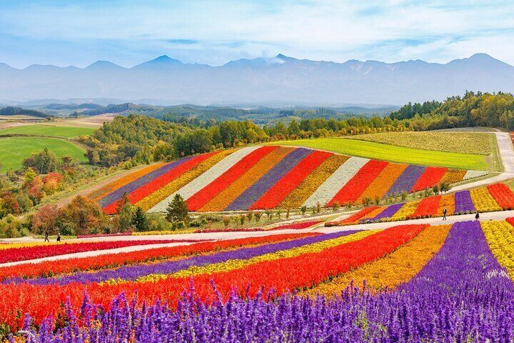 1 Day Tour from Sapporo Blue Pond and Hills of Seasonal Colors