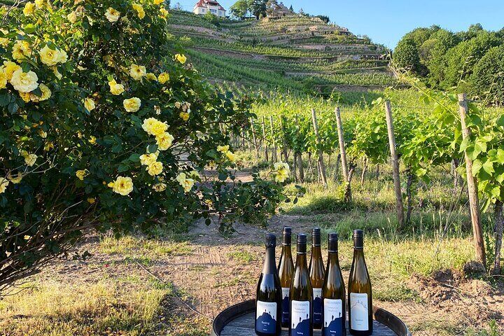 Wine tasting at the winery 3 wines 100% enjoyment