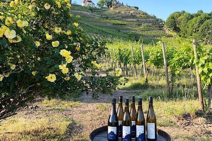 Wine tasting at the winery 3 wines 100% enjoyment