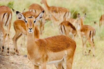 Gazelle Safari, Birdwatching and Village Lunch Shirvan Eco-Tour