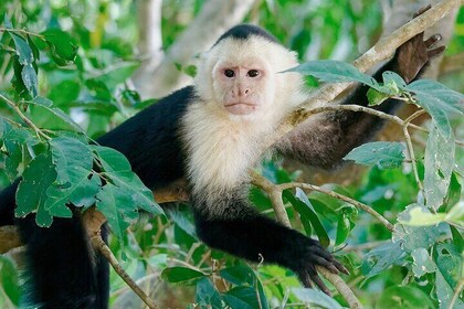 Lake Sandoval Wildlife Adventure in Tambopata National Reserve