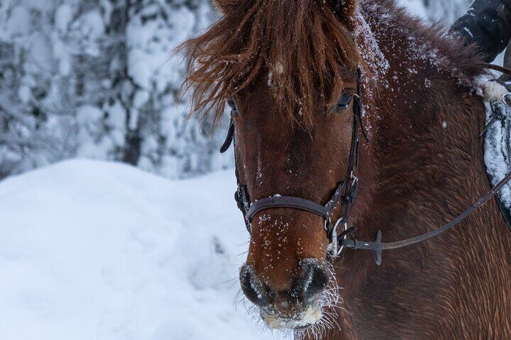 Horse Drawn Sleigh Experience in Finnish Lapland