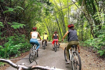 Blue Mountain Bicycle Tour Experience