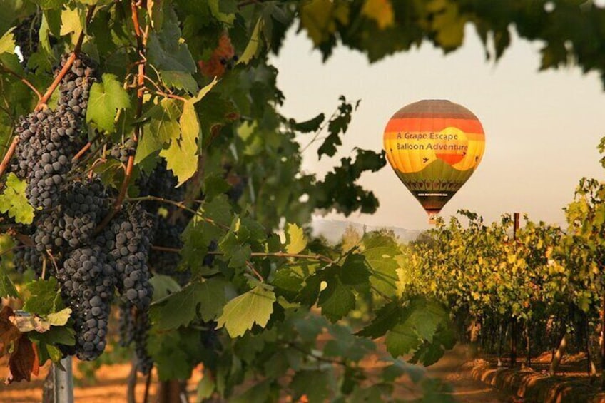 A Grape Escape over the vines