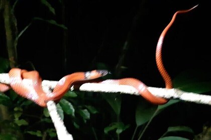 Manu National Park Jungle Tour 7 Days in Peru