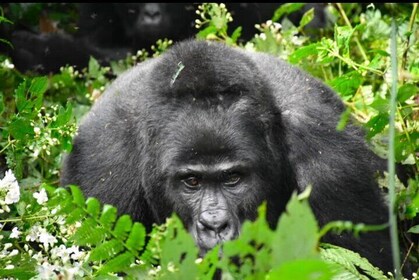 3-days Gorilla trekking and Batwa community visit