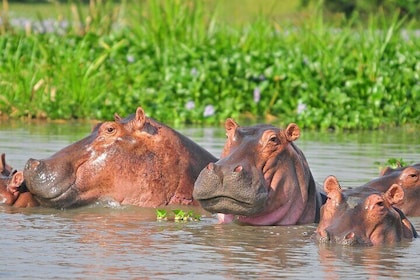 7 Days Uganda Chimps and Gorilla Trekking Safari
