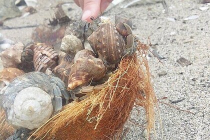 Kayak and Snorkelling trip to Capitan Island; part of Las Baulas National P...