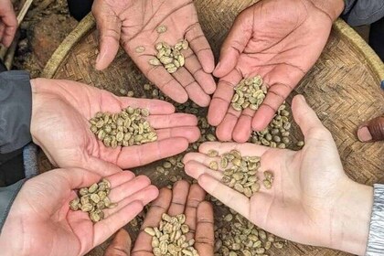 Materuni Waterfalls and Coffee Tour from Arusha