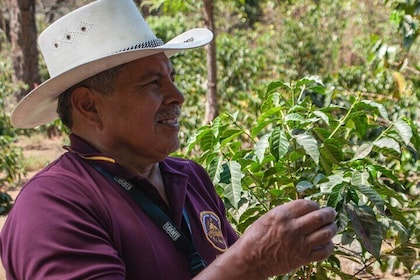 Coffee Tour in Antigua Guatemala