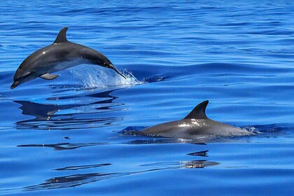 Dolphins and sunset watching private boat tour from Pula