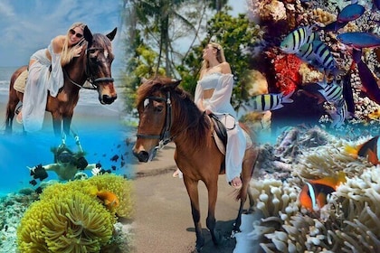 Private Bali Horse Ride and Snorkelling with Lunch