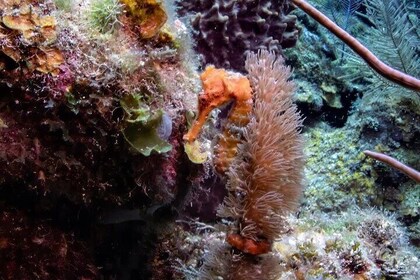 Roatan: Night Snorkel & Scuba Diving Tours