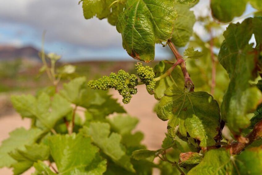 Vineyard Tour with Wine and Cheese Tasting in Fuerteventura