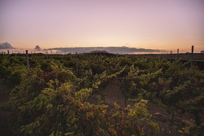 Vineyard Tour with Wine and Cheese Tasting in Fuerteventura