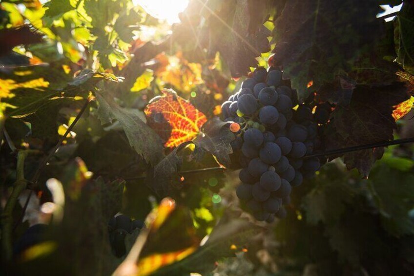 Vineyard Tour with Wine and Cheese Tasting in Fuerteventura