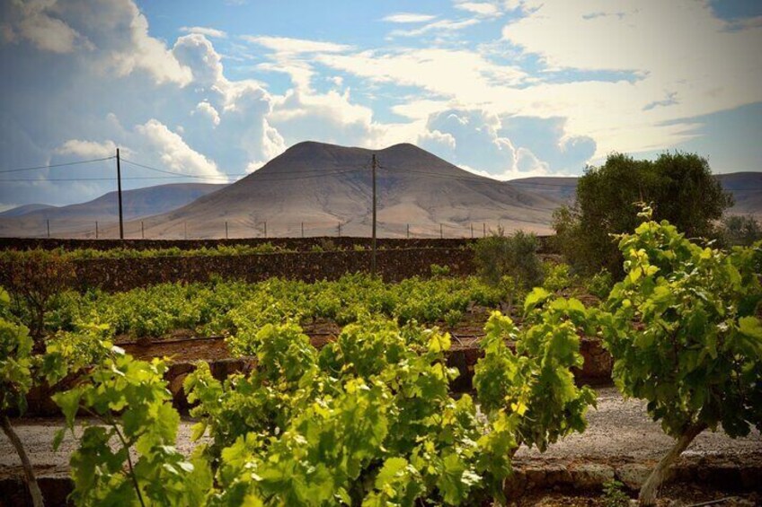 Vineyard Tour with Wine and Cheese Tasting in Fuerteventura