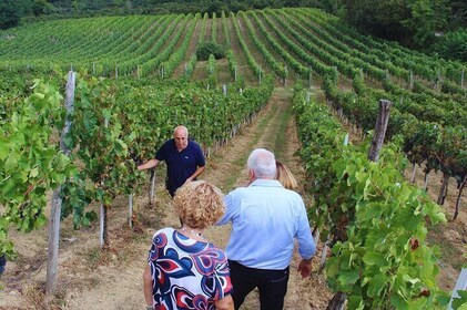 Avellino: Winery Tour with Wine Tasting and Local Foods