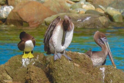 Magens Bay Nature Walk & premium hands-free Hobie Kayak Adventure