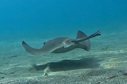 Scuba Diving for Beginners in Limassol Amathus Ruins