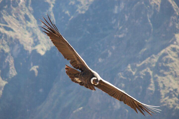 The Condor ’s Trail & Hidden Waterfall Adventure