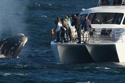 Hermanus Whale Watching Penguins and Benguela Cove from Cape Town