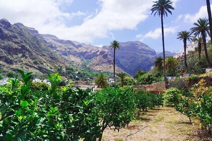 Explore Gran Canaria’s Coffee at Finca Los Castaños