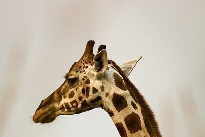 Giraffe house and Cheetahs encounter Tour with Wine tasting