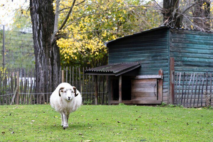 Ranch with Domestic Animals Day Trip
