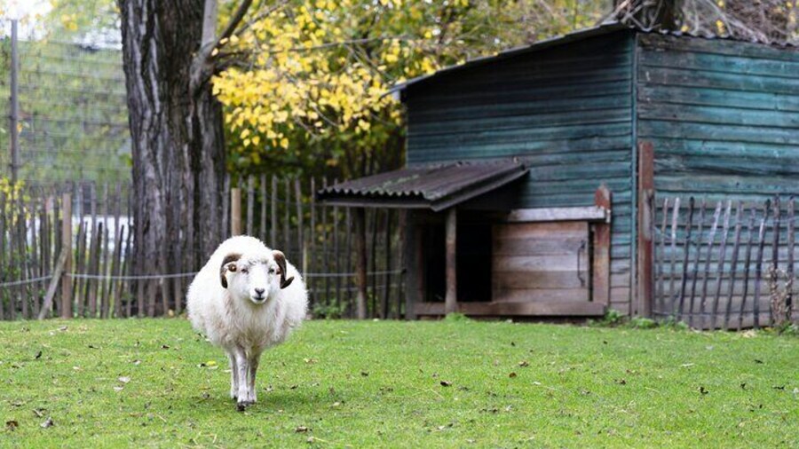 Ranch with Domestic Animals Day Trip