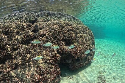 DE Huatulco Secret Reefs Snorkeling Tour DE Huatulco