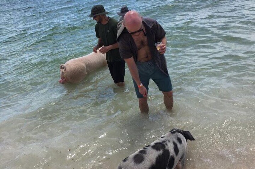 Private Swim With Pigs and Snorkeling in Paradise Tour