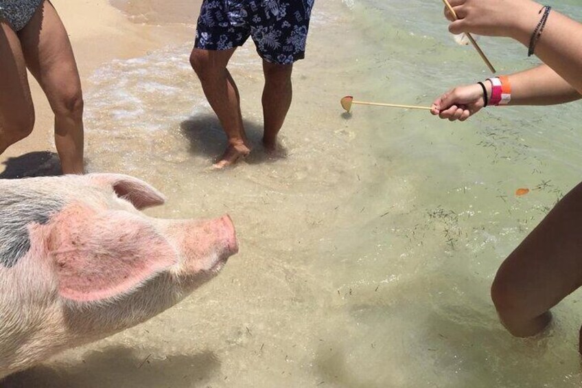 Private Swim With Pigs and Snorkeling in Paradise Tour