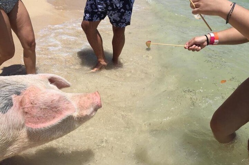 Private Swim With Pigs and Snorkeling in Paradise Tour