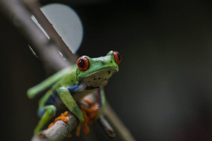 Waterfall, sloth expedition, frogs Blue River also in Costa Rica and Nicaragua