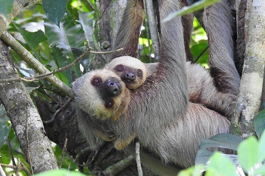 Waterfall, sloth expedition, frogs Blue River also in Costa Rica and Nicaragua