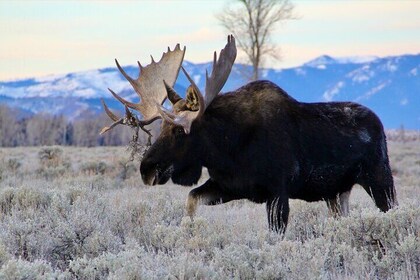 Grand Teton National Park Private Wildlife Safari - Full Day