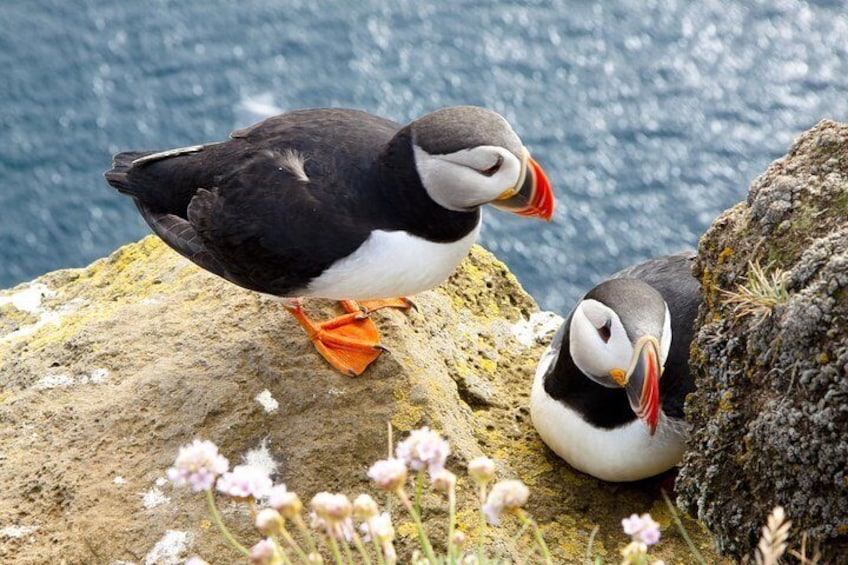 Puffins!! They're plentiful between May-Aug each year...