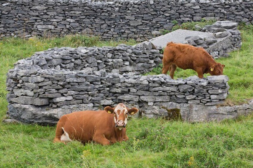 Some livestock living on the south side of the Island