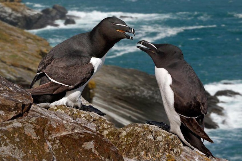 Small Group - Cliffs Cruise, Aran Islands AND Connemara in One Day from Galway
