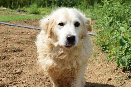 Farm and Feast Experience In Plesat