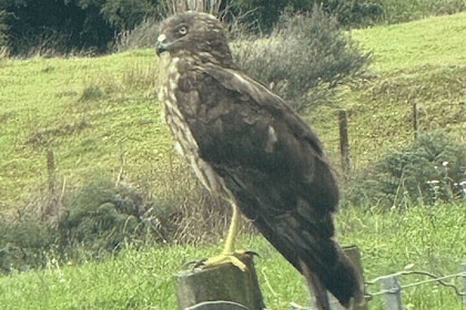 Waiheke Island Private Birding Tour