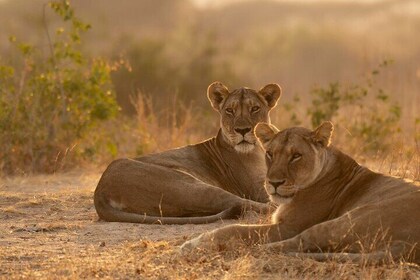 Luxury Safari in Tanzania for 3 Days