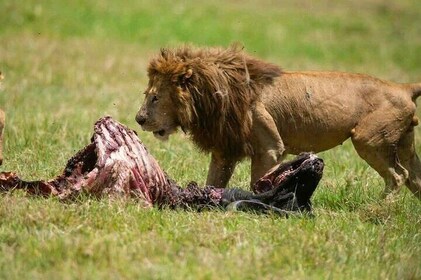 Make Booking for your safari from Budget, Mid-range and Luxury