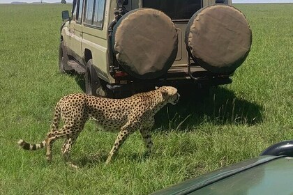 5-Days Masai Mara Lake Nakuru Naivasha Budget Safari