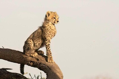 3 Days Tanzania Family Safari