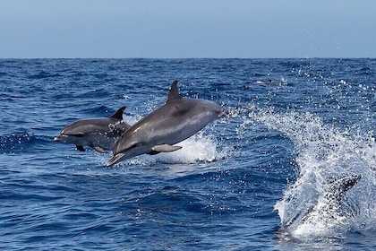 Sighting DE Marine Mammals and Snorkeling