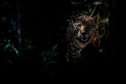 Night Hike at Cockscomb Basin Wild Life Sanctuary